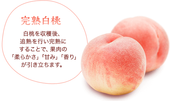 完熟白桃　白桃を収穫後、追熟を行い完熟にすることで、果肉の「柔らかさ」「甘み」「香り」が引き立ちます。