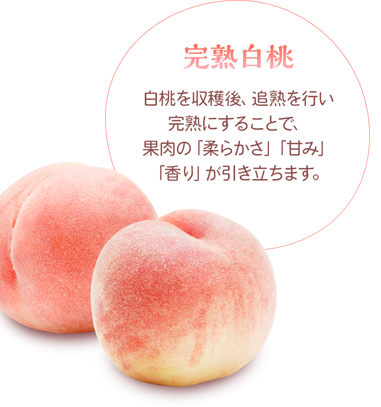 完熟白桃　白桃を収穫後、追熟を行い完熟にすることで、果肉の「柔らかさ」「甘み」「香り」が引き立ちます。