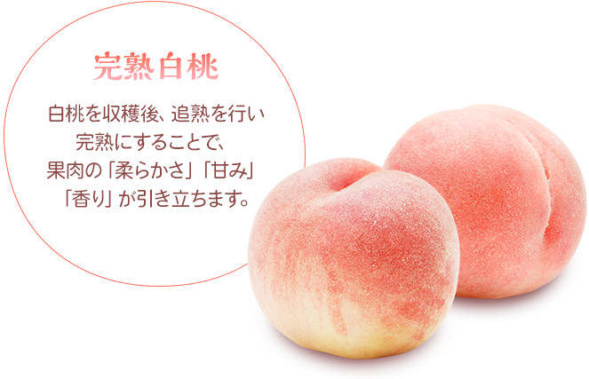 完熟白桃　白桃を収穫後、追熟を行い完熟にすることで、果肉の「柔らかさ」「甘み」「香り」が引き立ちます。