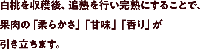 白桃を収穫後、追熟を行い完熟にすることで、果肉の「柔らかさ」「甘味」「香り」が引き立ちます。