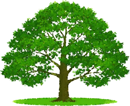 洋梨の木の画像