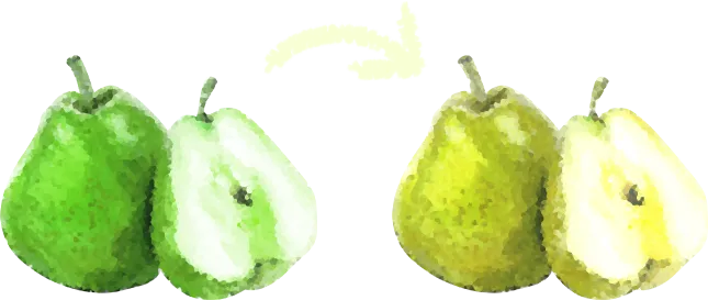 洋梨の木の画像